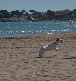 九游娱乐-“天府新区沙滩赛场:沙滩合球挑战传统竞技” 第3张